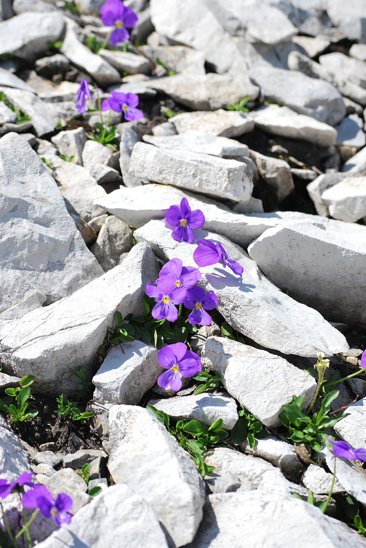 flowers, stone, nature, plant, blossom, bloom, purple