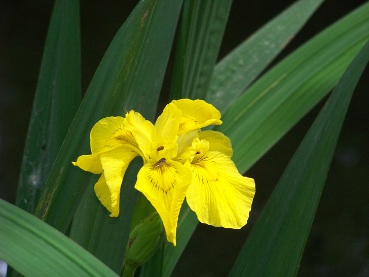 květ, Iris, na, Příroda, květinové, žlutá