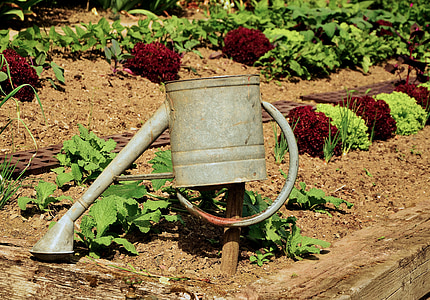 garden, gardening, plant, casting, salad, watering can, irrigation