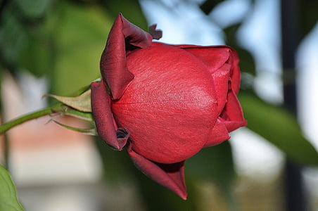 rosor, röd, blomma, naturen, makro, Rosa, ökade