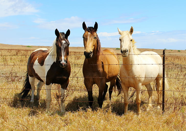 horses, animals, pasture, horse head, stallion