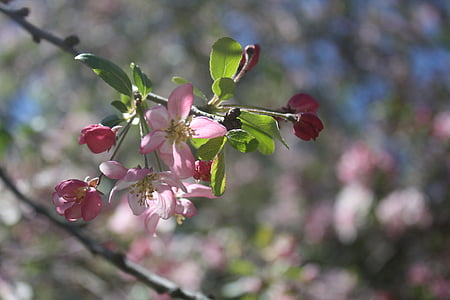 flowers, budding, red, pink, nature, blossom, plant
