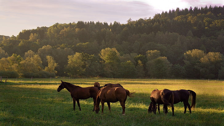 马, 动物, 草甸, 早上, 日出