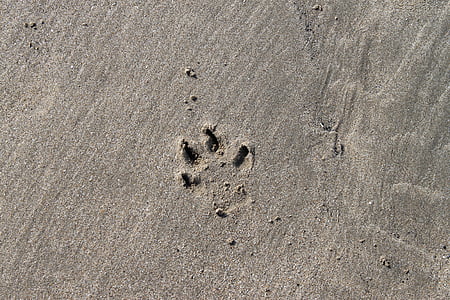 beach, footprint, paw, coast, sand, sea