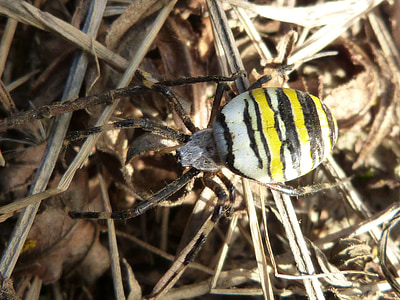 spider, wasp, detail, black and yellow, wasp spider
