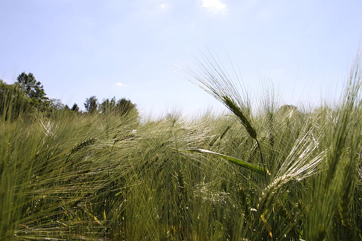 blue sky, winter barley, barley, agriculture, green, cereals, summer