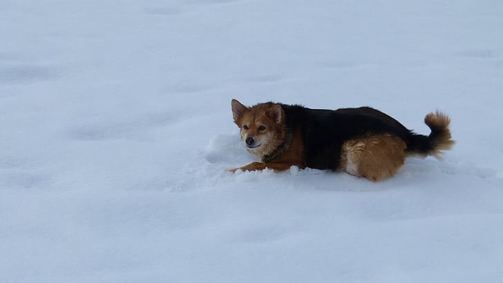 pies, śnieg, zabawa, zimowe, Natura