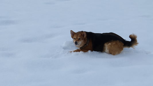 pes, sneg, zabavno, pozimi, narave
