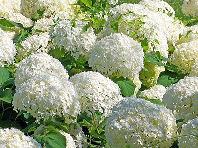 λουλούδια, χιονοστιβάδας, ο Μπους, λευκό, άνθος, floral, φρέσκο