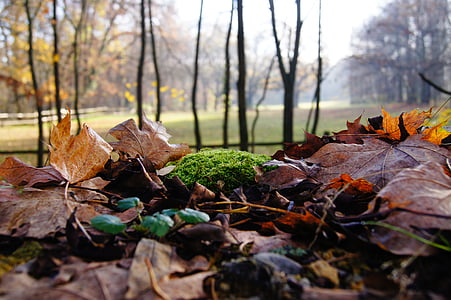 Outono, musgo, folhas, acoplamento, floresta, folha, natureza