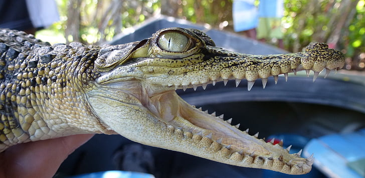 алигатор, Шри Ланка, зъб