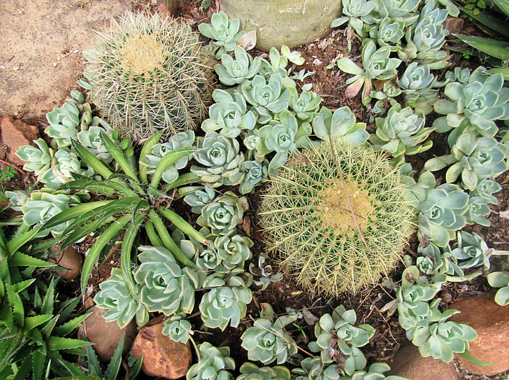 Succulent, plant, Cactus, groen, Rock, steentjes, Tuin