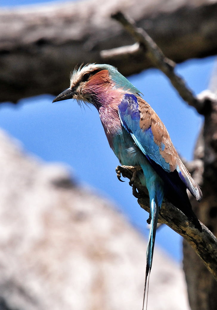 Lilac Berkancing roller, burung, Afrika Selatan, Kruger park, hewan