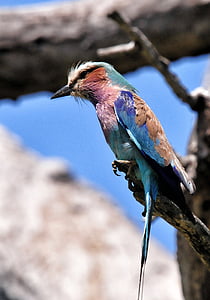 Lila jednoredan valjak, ptica, Južna Afrika, Kruger park, životinja