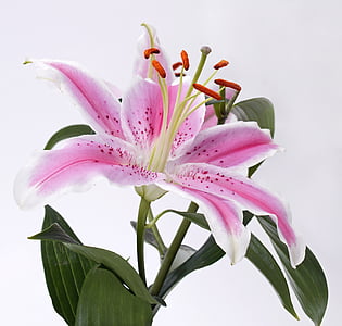 Lily, Blossom, Bloom, kukka, vaaleanpunainen, valkoinen, vihreä