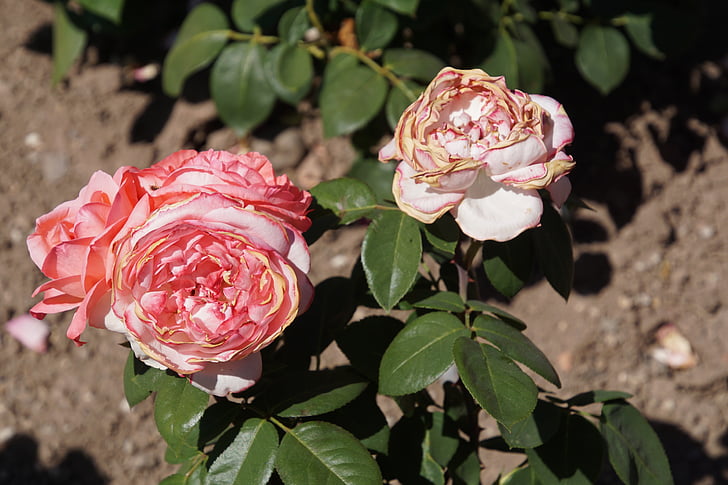 Rose, pisane, šopek vrtnic, šopek rož