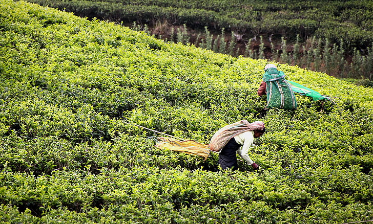 чай реколта, Tee, чаена плантация, Шри Ланка, работник вътре, чай берачи, насажденията