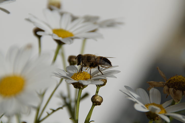 kukac, cvijet, cvatu, unos hrane, oprašivanje, Skupljanje peluda, pčela