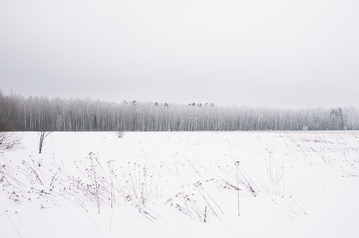sneg, ki zajema, polje, fotografija, drevo, zasneženih, hladno temperaturo