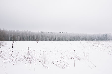 śnieg, pokryte, pole, Zdjęcie, drzewo, snowy, niskich temperaturach