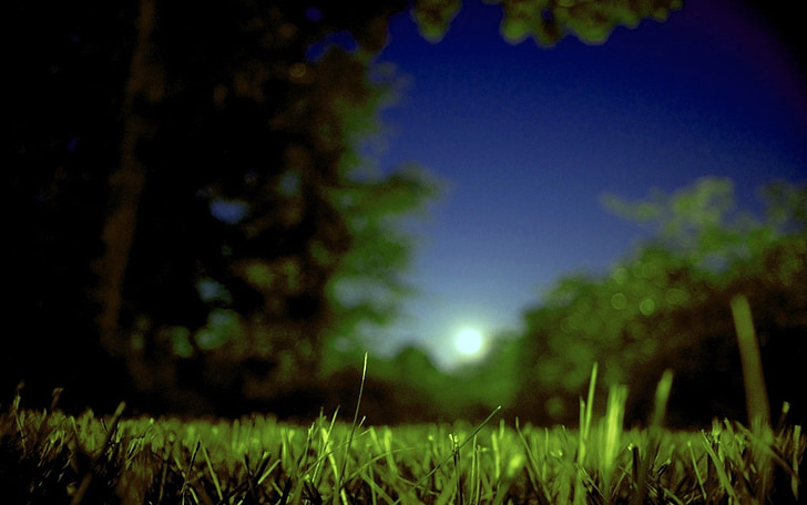 luna, Moonrise, poletje, polje, trava, dreves, noč