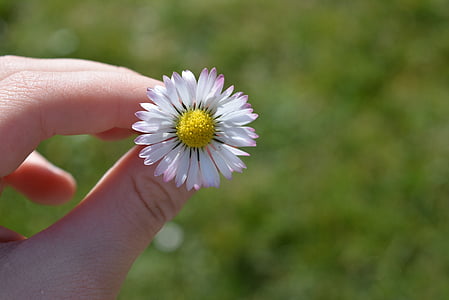 tratinčica, cvijet, cvatu, proljeće, ruku, držati, priroda