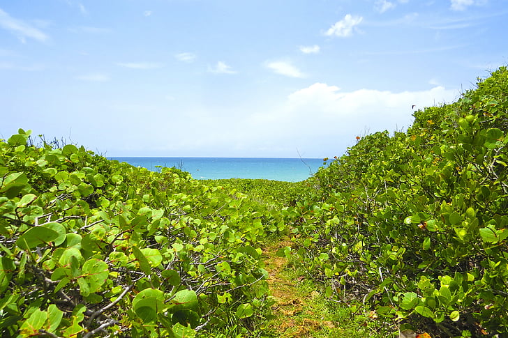 stranden, Tropical, kysten, natur, Sommer, blad, blå