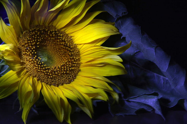 Girasole, ombra, fiore