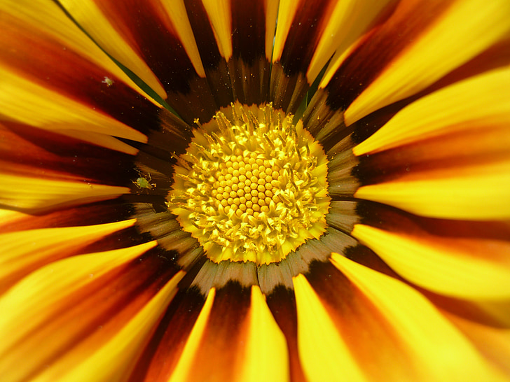 Sun flower, kwiat, żółty, napvirág żółty, Bloom, ogród, Kwiat ogród