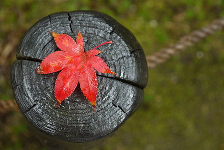 maple, fall, leaf, red, autumn leaves, red leaf, leaves