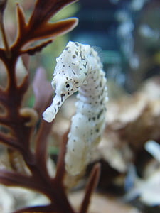 seahorse, biology, fish, underwater, sea, reef, animal