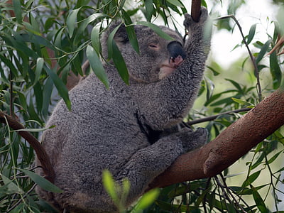 Ausztrália, medve, Koala, az emlősök, állat, eukaliptusz, vadon élő állatok