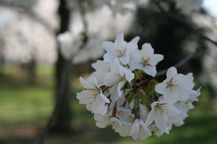 cerisiers en fleurs, Washington dc, bassin de marée