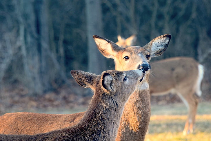 jelen, poljub, ljubko, prosto živeče živali, živali, narave, mladi