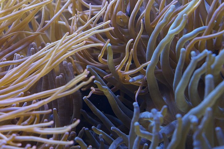 anemones, tentacle, sea anemones, creature, underwater, invertebrates, water