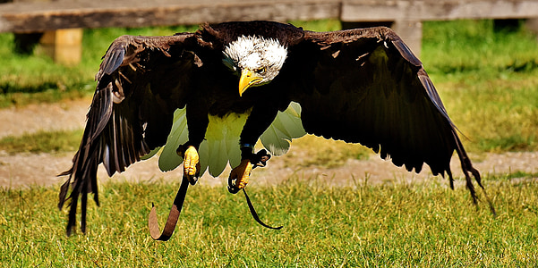 Adler, Bald eagles, burung, burung raptor, elang botak, burung pemangsa, tagihan