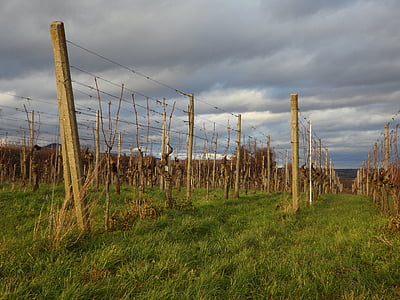 landscape, vines, winegrowing, wine region, vineyard, wine, vine