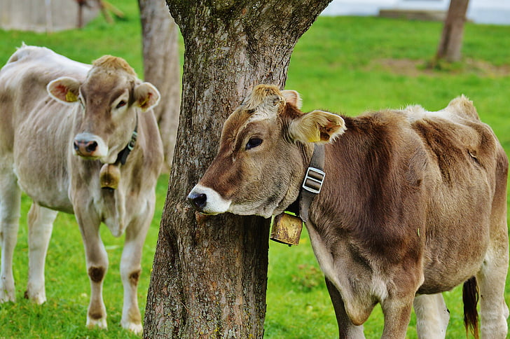 kráva, Allgäu, krávy, Fajn, přežvýkavec, mléčný skot, pastviny