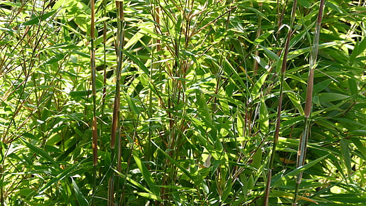 Bambu, Bambu Bahçe, Japonya, Bahçe, bitki, Yeşil
