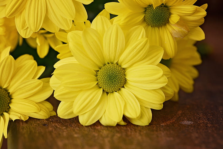 Margarida d'arbre, flor, planta, schnittblume, groc, flor groga, fusta