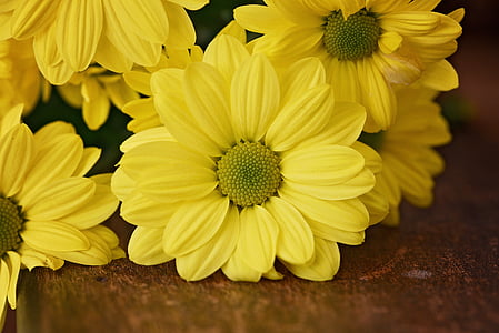 tree daisy, flower, plant, schnittblume, yellow, yellow flower, wood