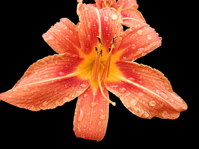 Daylily, άνθος, άνθιση, Hemerocallis, λουλούδι, στάγδην, σταγόνα νερού