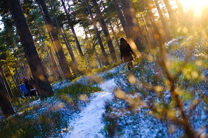 person, Walking, sne, dækket, skov, dagtimerne, træer