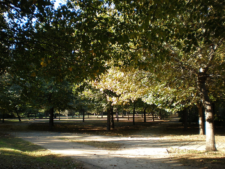 Valencia, parku, podzim, Rambletě, strom, Příroda, list
