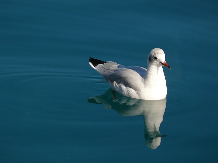 seagull, water, swim, water bird, animal, nature, blue