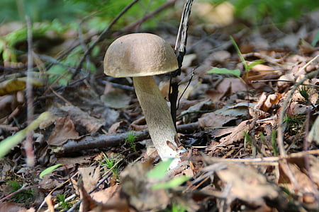 mushroom, kozak, mushrooms, forest, collect