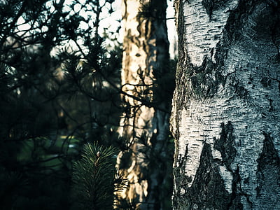 pohon, Birch, alam, hutan, kulit, suku, log