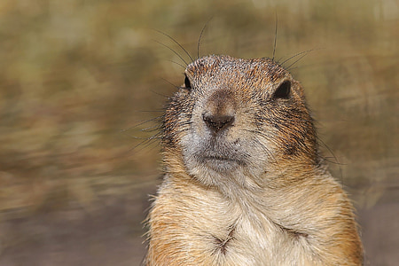 prairie dog, gophers, croissant, rodents, cynomys, squirrel related, true gophers
