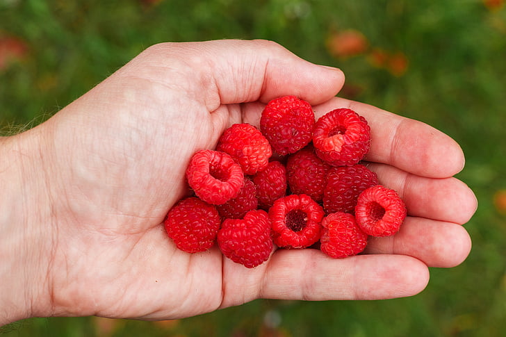 Framboos, Berry, vitaminen, gezondheid, zomer, bessen van een framboos, oogst