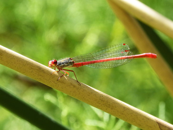 röd trollslända, Dragonfly, Stem, vattenmiljön, flickslända, oxyagrion terminale